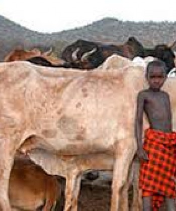 Livestock Diseases II