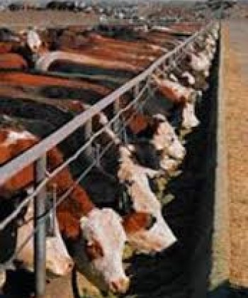 BEEF PRODUCTION AND RANGE MANGEMENT