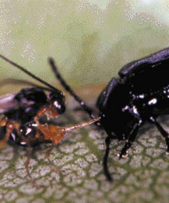Agricultural Insect Taxonomy