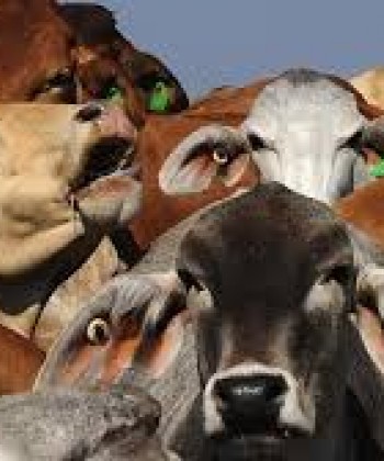 Livestock Health Economics